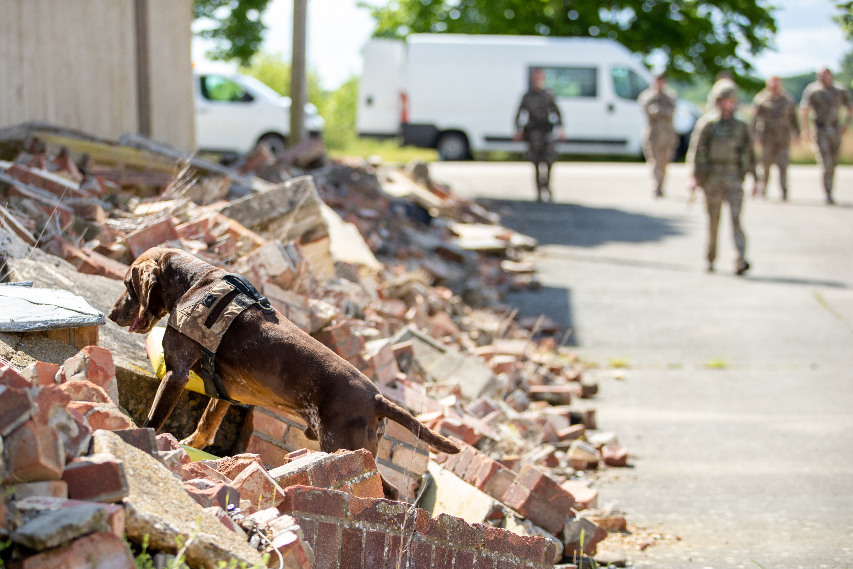 Military working dog inspects brick rubble pile with RAF Police.